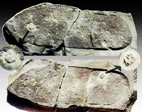 科学家|科学家发现了地球上，有数亿年前不该存在的东西，人类是否要警惕？