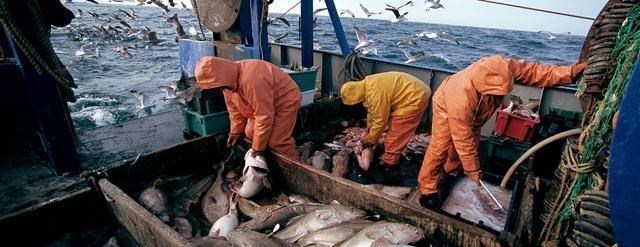 鳕鱼|鳕鱼在捕捞上来之后，为何要去头去内脏？