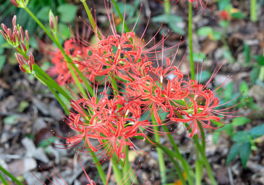 『运势』7月事业畅通无阻,4属相六六大顺,运势上上签,财运旺盛