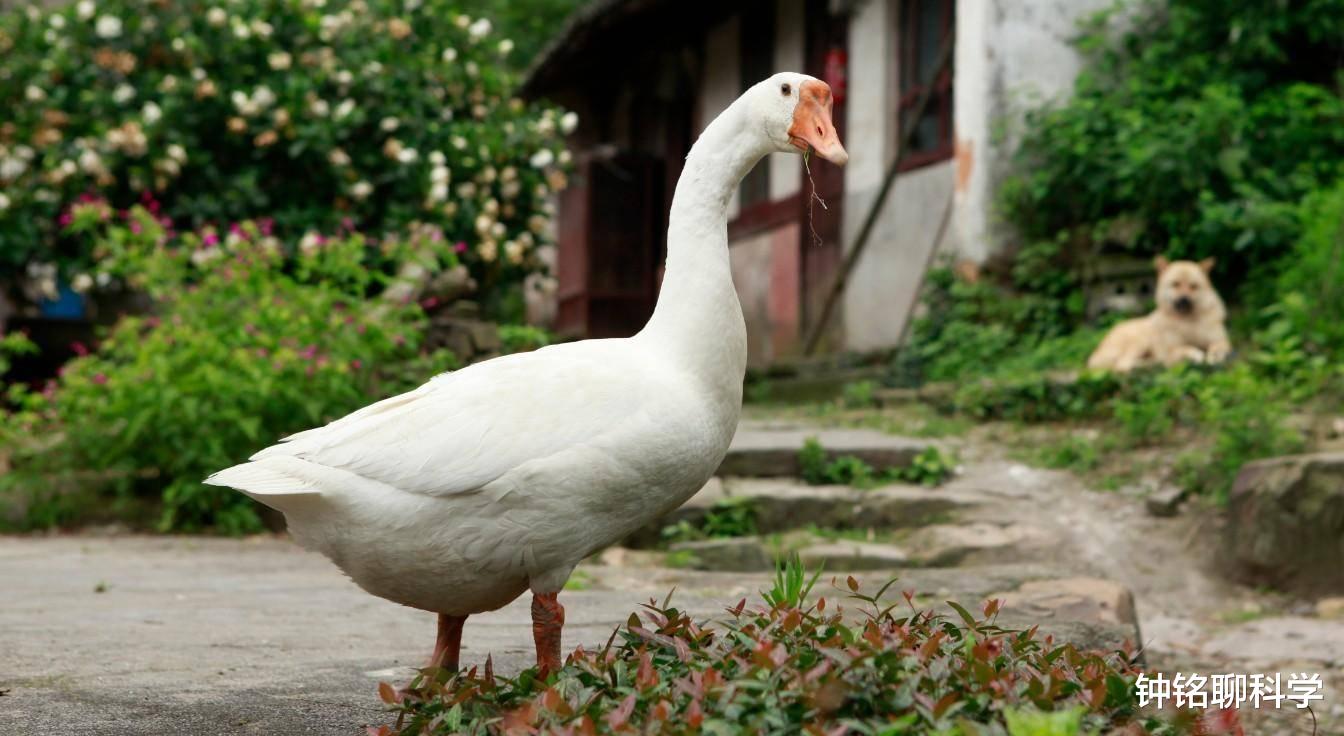 「科学家」根据企鹅的骨骼来复原企鹅，科学家会复原成什么样？