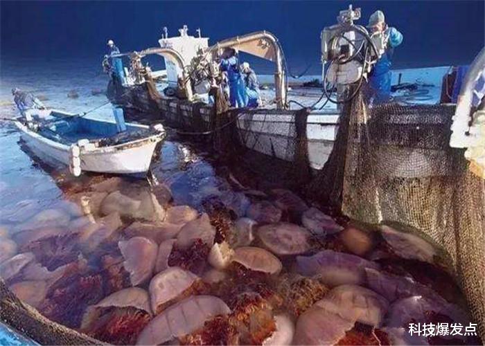 水母■它被误以为有“超能力”，袭击人类核电站，它的能力超出想象！