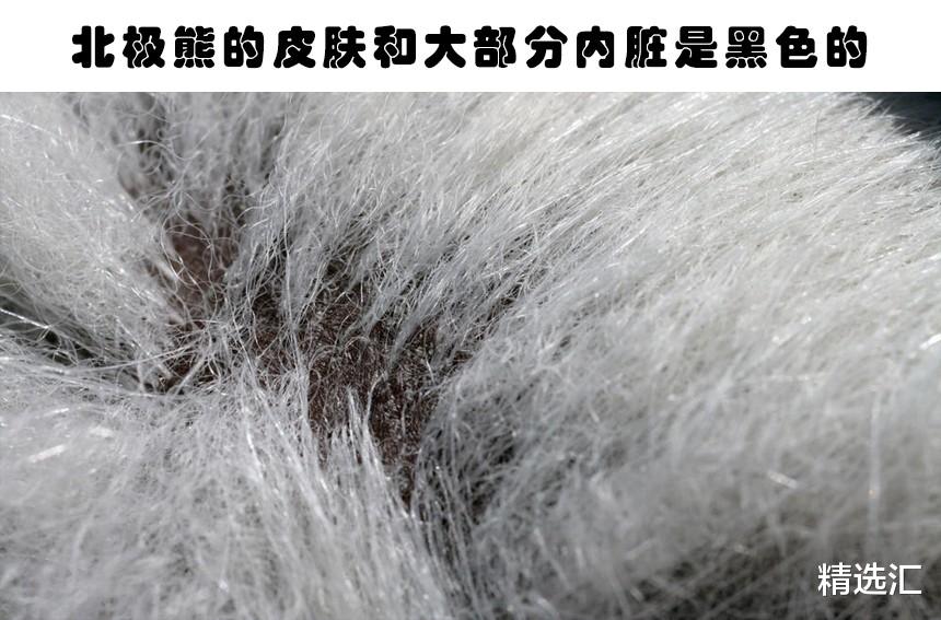 北极熊▲因为冷门，让许多人不得不多次确认的7个有趣冷知识