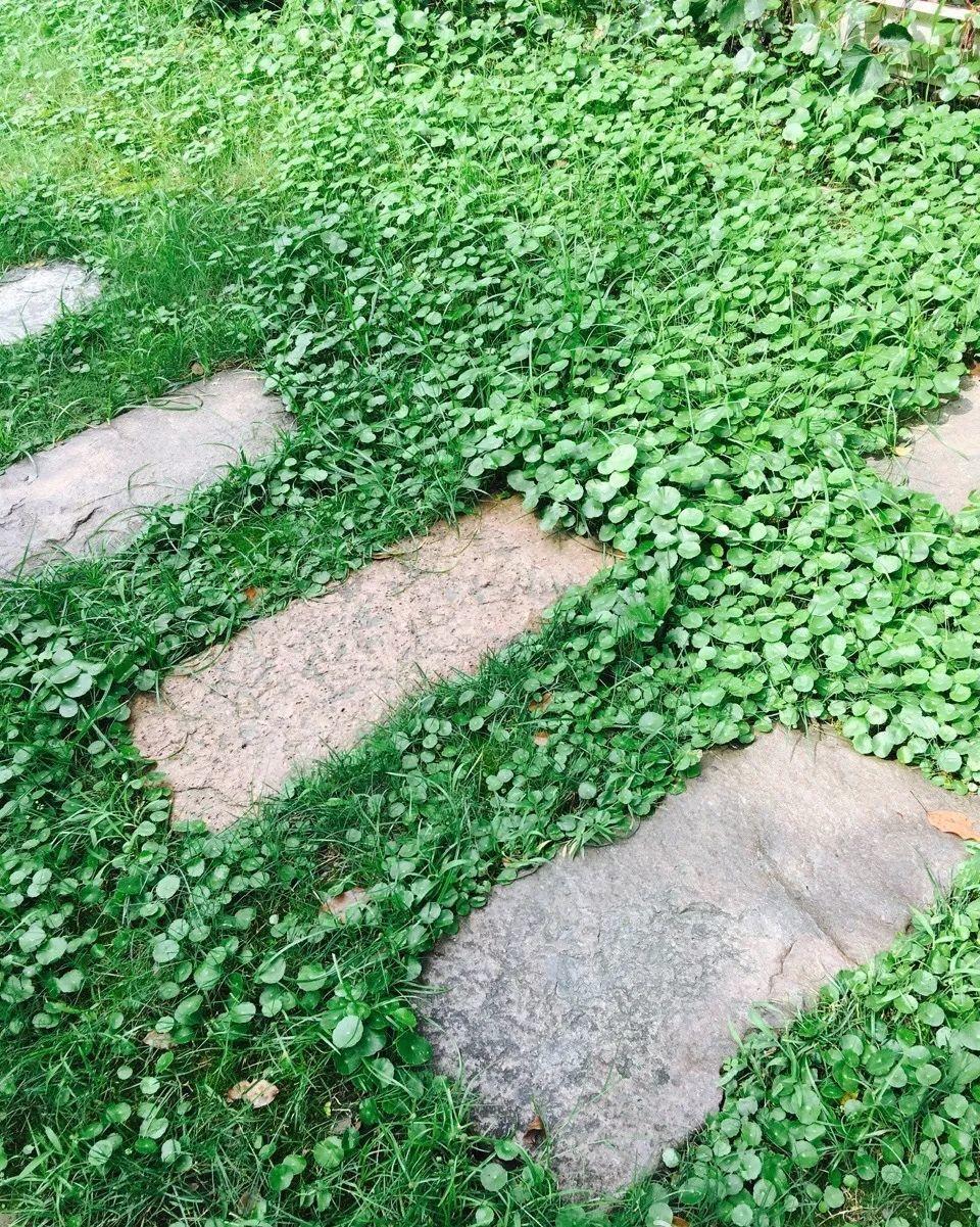 爬山虎|救命！入侵植物爬进院子，三年都杀不完！