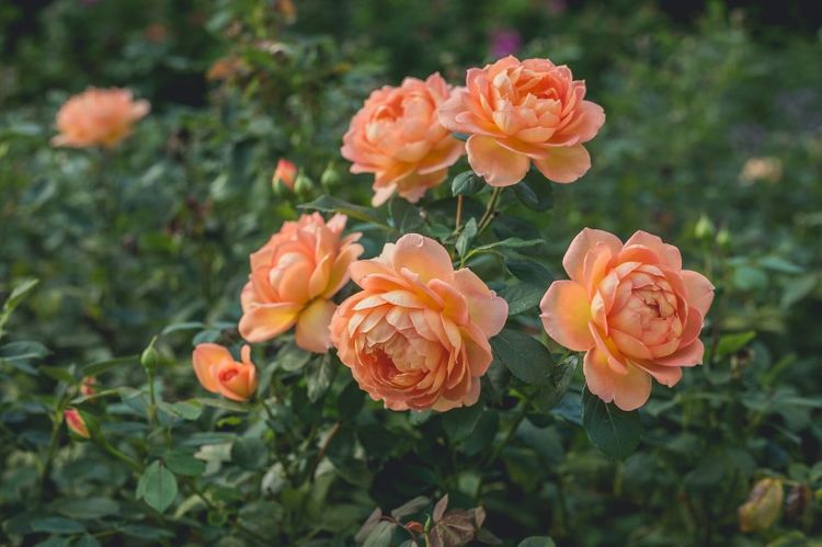 天蝎座|近期，逃不过桃花劫的4大生肖，月老祝福，运气要爆表！