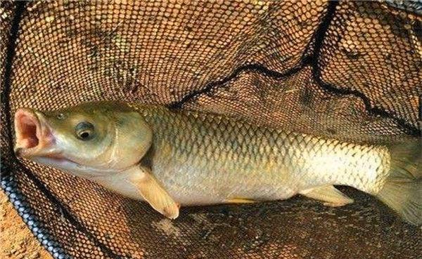 ##玉米钓鱼，该怎样正确使用