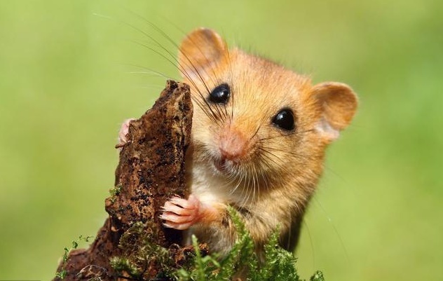 运势|鼠同志：“麻烦”来了，时间就在10月15号，会被什么害得那么惨？