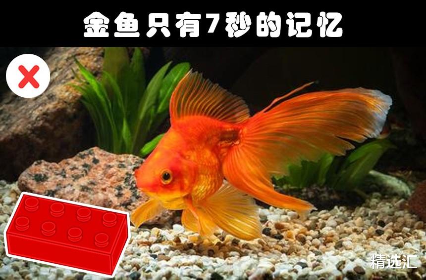 科学家|被许多人相信着,但却并非事实真相的9个传闻知识