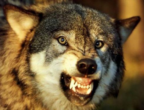 ##在野外遇到狼群时，为什么带盐者可以活下来？看完总算明白了！