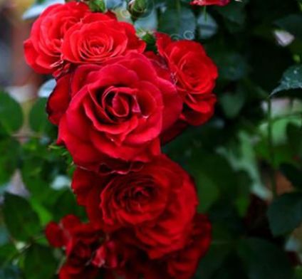 「处女座」3月底,姻缘至,爱情一波三折,真情不忘初心,期盼旧情卷土重来