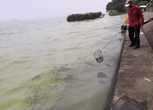 太湖|黑鱼、甲鱼、乌龟，太湖边水族成群浮头，岸边钓鱼人成桶捞起