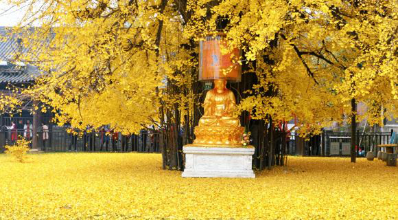 李世民@李世民当年亲手栽下的一棵树，如今1400过去了，惊艳了全世界