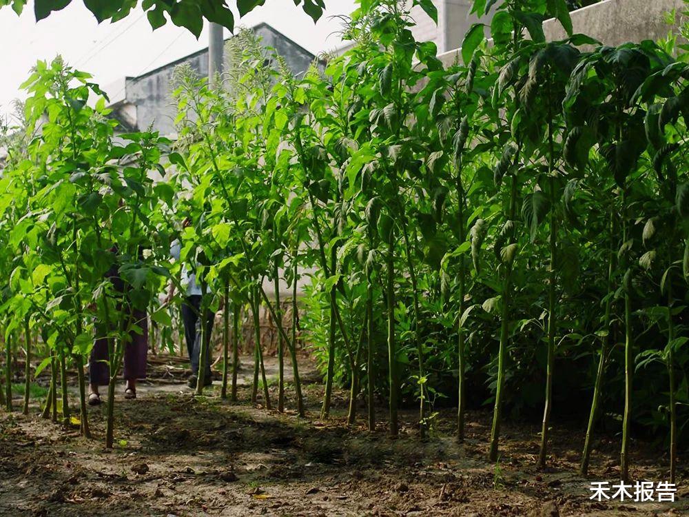 苋菜|这种菜老了也能吃，很多人砍回去做腌菜，口感似果冻，下饭是一绝