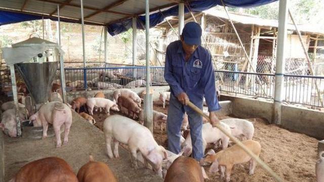 果然悠|建一个年出栏5000头的猪场要多少钱？超详细预算来了，你想建吗？