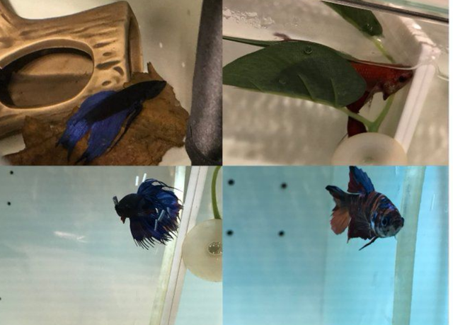 精灵宝可梦|4条鱼耗时三千小时通关《宝可梦》还发现埋藏18年的BUG