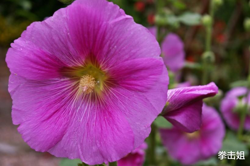 生肖@最近一周,财运上上签,3生肖事业一路畅通,存款暴增