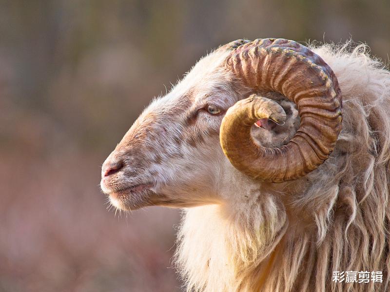 旧爱|11月会重拾旧爱，破镜重圆，和前任旧情复燃的三个星座，射手上榜