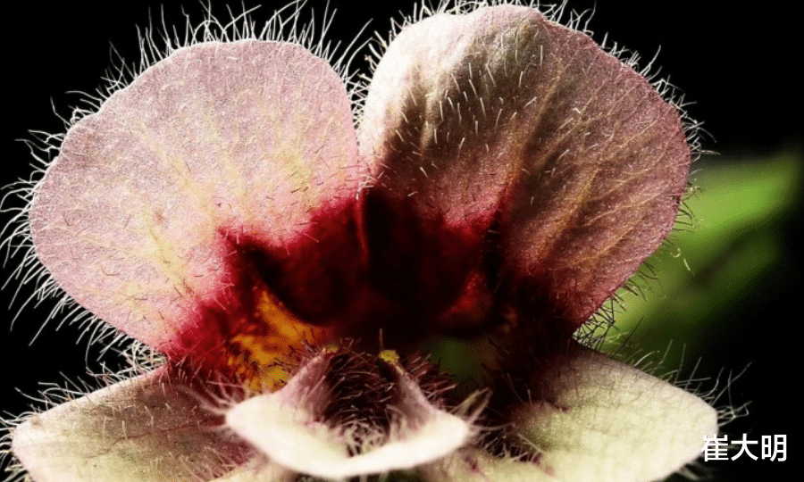 「生肖」七月开始：事业有成，事业翻红，收入大涨的生肖