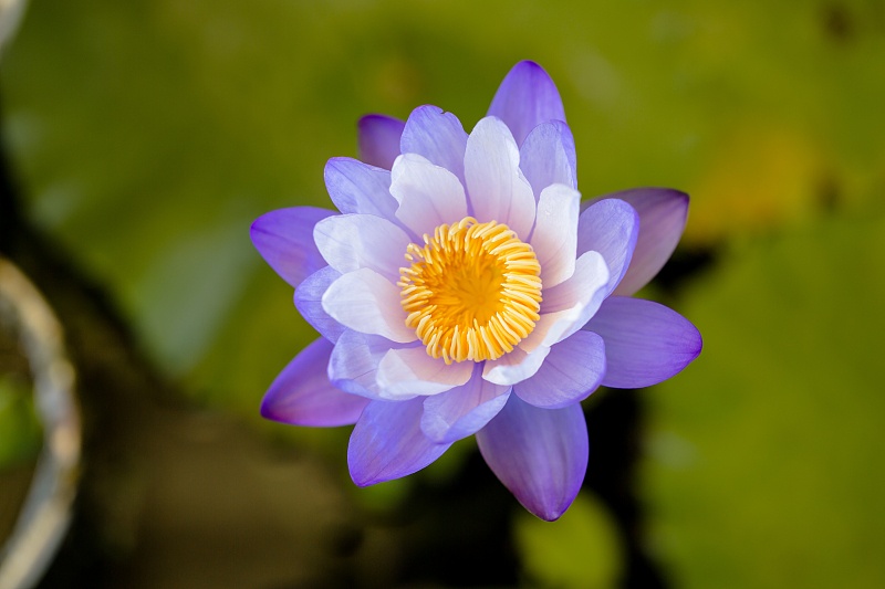 :5月2、3、4号,观音菩萨保佑,4属相事业顺,中大奖,财运旺旺旺