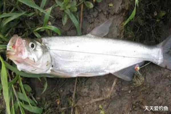 泥鳅|民间钓翘嘴鲌鱼的五种方法，盛夏高温鱼难钓，这种鱼反而更好钓！