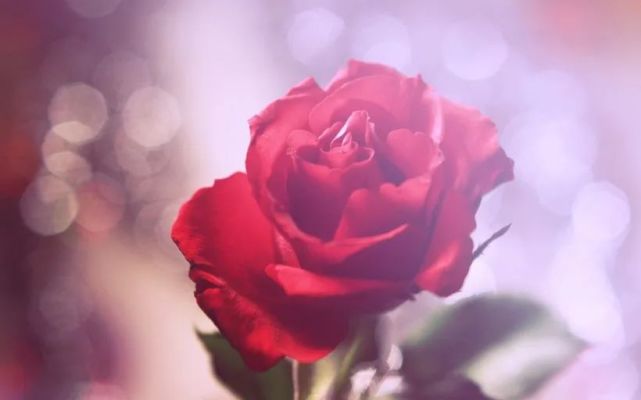 [吉星]6月中旬，贵人当道，横财一笔接一笔，事事如愿，幸福来袭的四属相