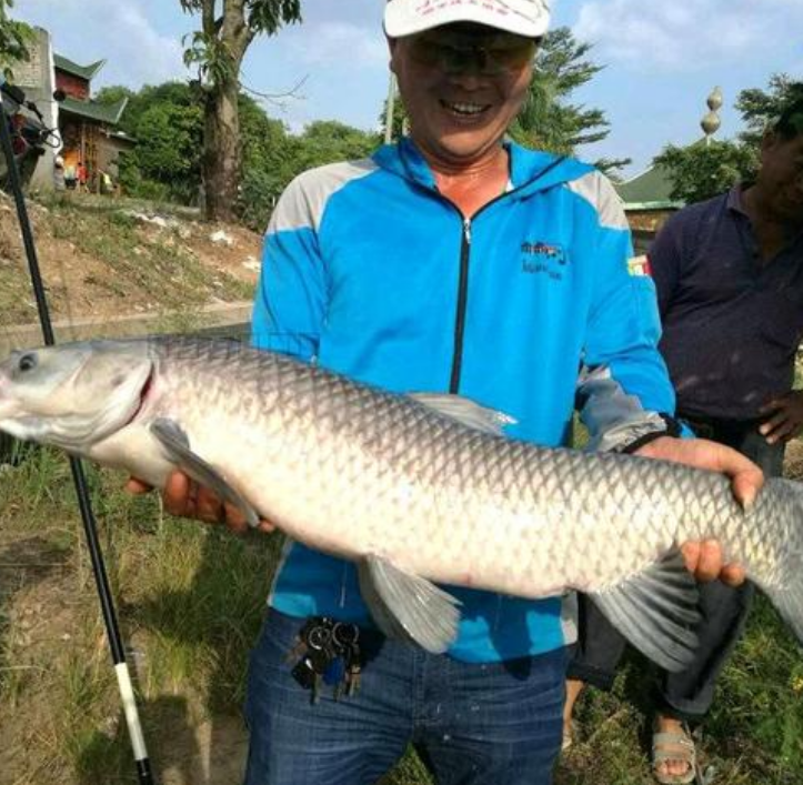 日本|日本“假鲫鱼”来到中国，顷刻间泛滥成灾，一次钓一桶钓友很开心