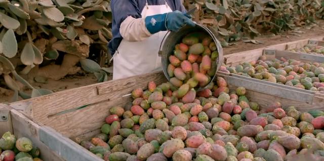 『』国人把它当观赏植物，任其枯萎烂掉，国外人却当成美食！