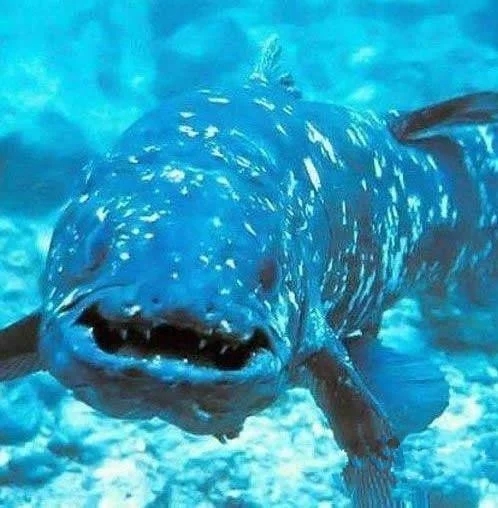 『科学家』五种灭绝的动物再出现, 就连科学家也无法解释