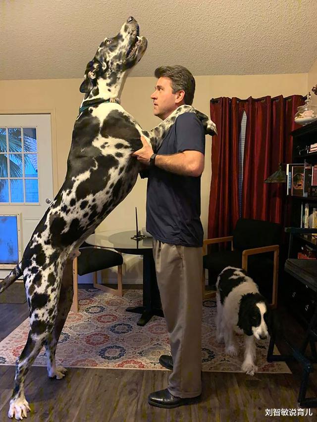 狮子|37张罕见“大”动物照片：看了熊掌和人类对比照，才知道熊多可怕