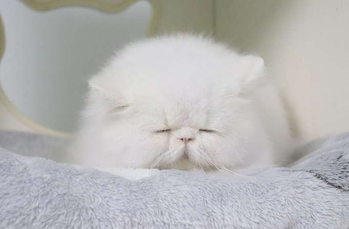 波斯猫因为拉肚子要了命？