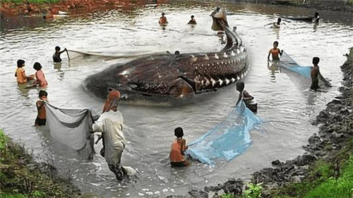偷猎|50年代的怪石湖水怪之谜：水下生物被捉住后，引发的灾难让人深思