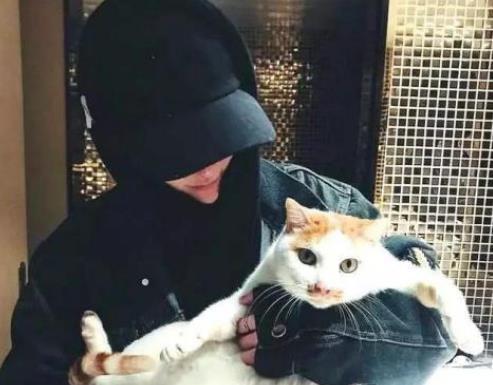 为什么你家的猫咪不喜欢被抱？可能是这三点原因引起！