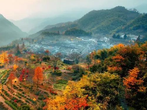 柿子|深藏在深山里的600年古村，漫山开遍红柿，美的如此意外！！