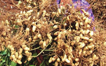 润肺止咳|立秋后不论男女，一定要多吃这“碱性食物”，润肺止咳更养人