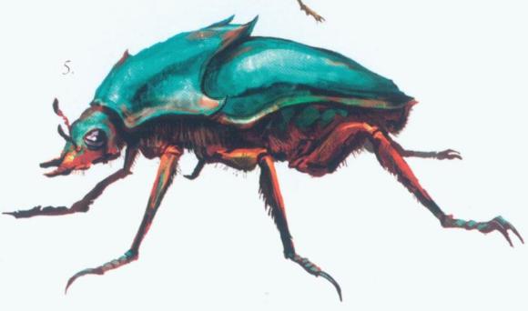 『仰泳』骷髅岛生物设定 昆虫篇