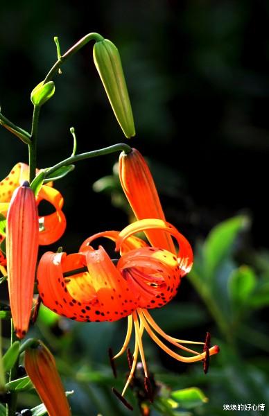 #生肖#7月,真爱降临,情缘降临,幸福来敲门,4生肖坠入爱河甜甜蜜蜜