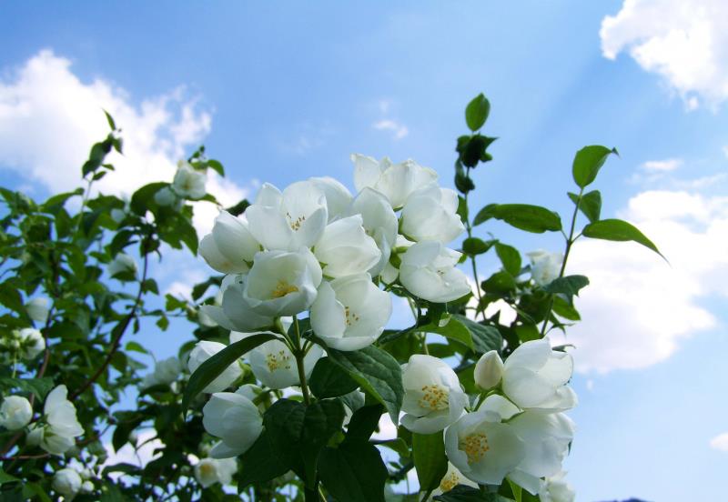 生肖|11月中旬，这4大生肖财富入宅，喜事临门，爱情事业双丰收