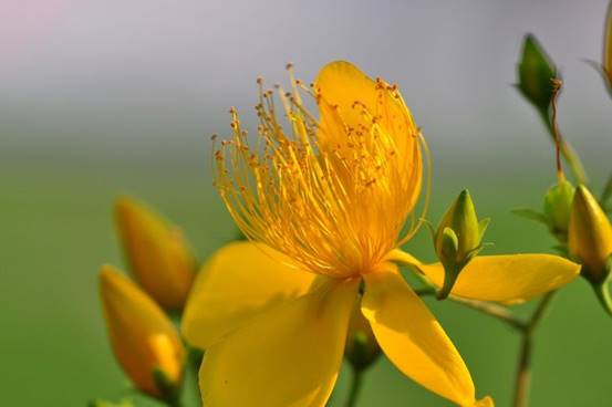 生肖|未来两个月财运大放异彩的生肖，正财收获顺利，偏财多的说不清