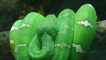 蟒蛇|世界十大最美的蛇,最后一个吓到了