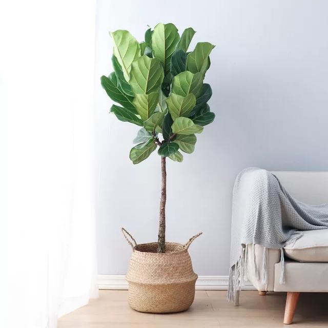 |你好，认识一下，我叫北欧风