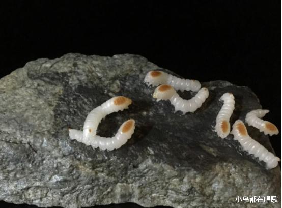 科学家|新物种！菲律宾发现吃石头的“虫子”，专家；可能威胁人类安全