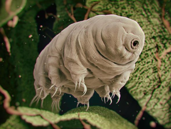 水母：拥有超能力的8种动物，你拥有一项就无敌了，你想要哪种超能力？