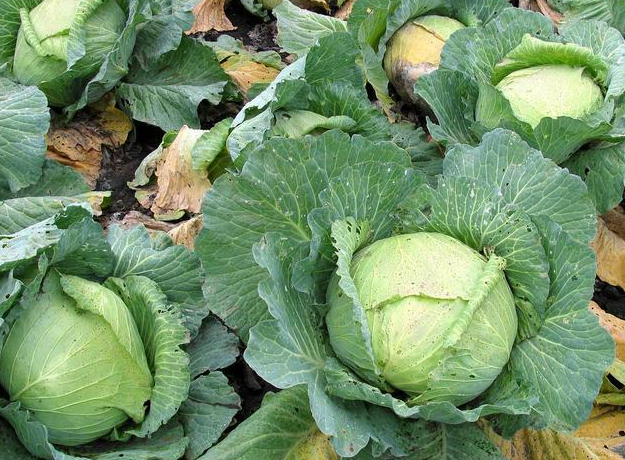 雌激素|四种食物，堪称“催老剂”，女性若管不住嘴，老得快也怪不得别人