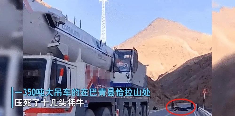 张燕说事 损失二十多万！350吨吊车碾死十多头牦牛，没买保险