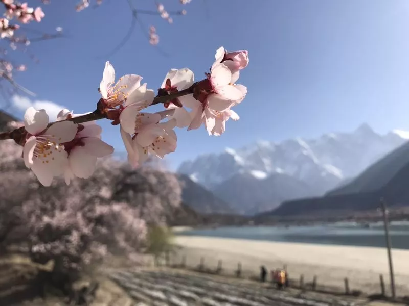 西藏|如果没有钱，你还会去西藏吗？