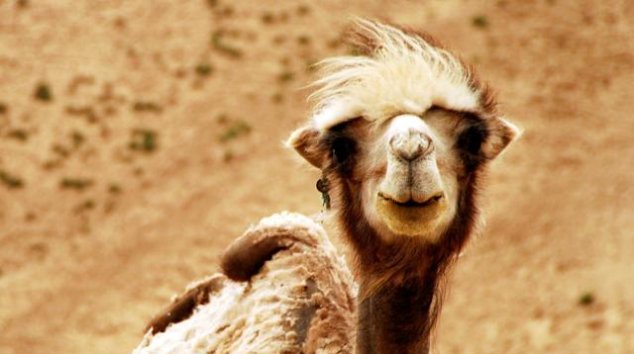 骆驼@从来没有听说有猎食动物捕杀骆驼，难道骆驼真的没有天敌？