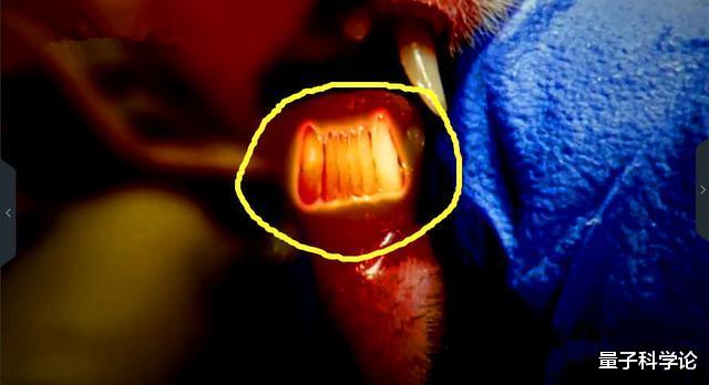 化石:已找到!人类进化链上缺失的重要一环,人类来源问题基本确定