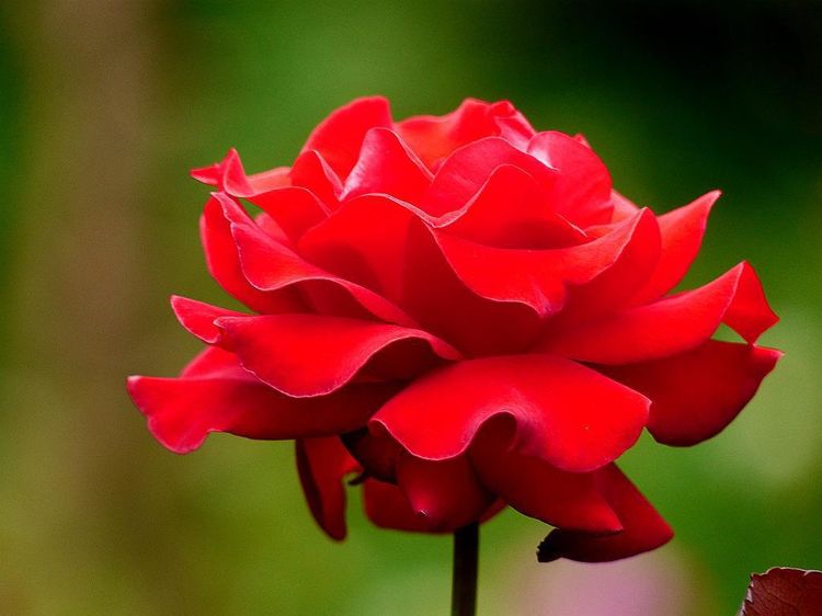 双鱼座■鼠年4月起,财气旺盛,事业一飞冲天,不愁没钱花的几大星座