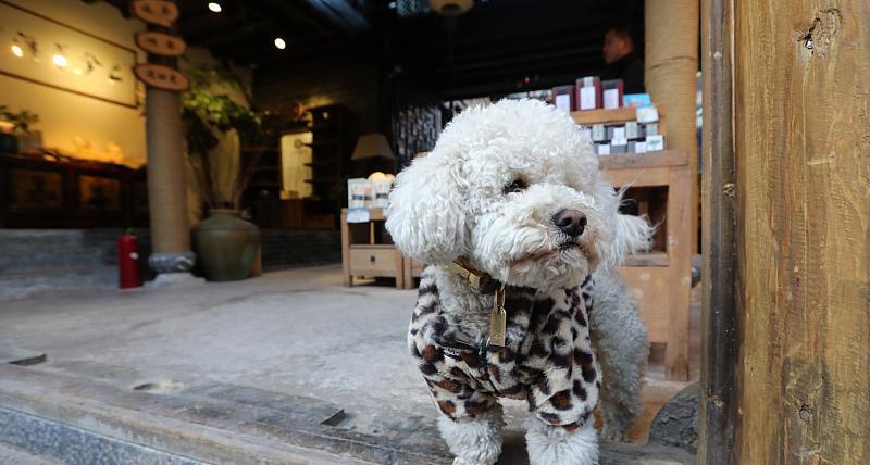 斑比融媒 大妈没拴绳爱犬被撞死，交警认定大妈全责，犹自不服：它走了斑马线