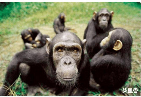 猩猩|为验证人和猩猩能否有后代，亲身“实验”的女科学家，结果怎样？