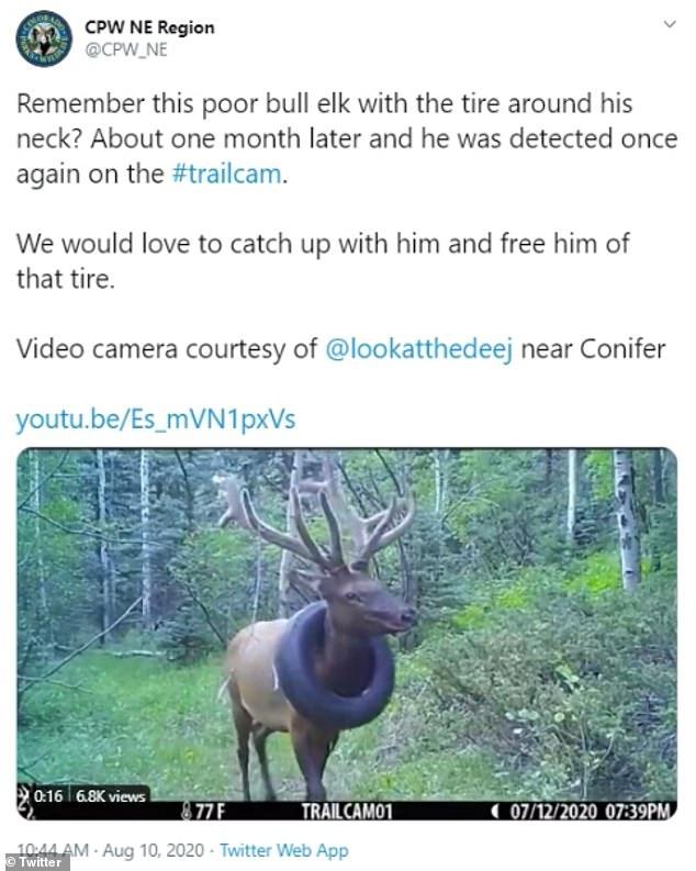 麋鹿|美国麋鹿脖子套轮胎生活1年，行踪不明恐将窒息，政府呼吁寻鹿